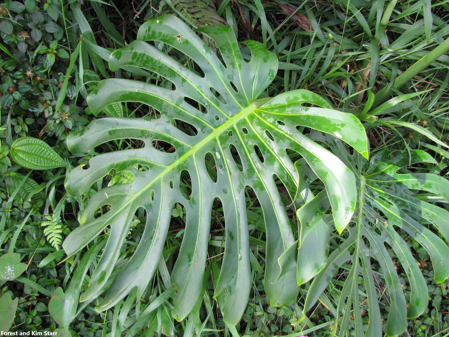 Monstera Deliciosa Tauerii - Swiss Cheese Plant - Tropical Houseplant - 5 Seeds