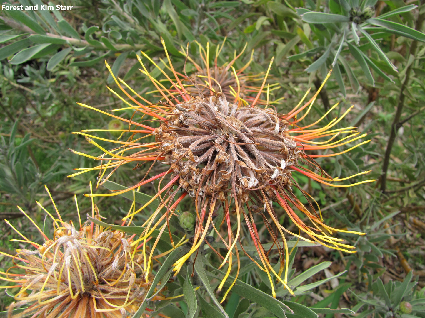 Leucospermum Catherinae - Catherine Wheel Pincushion - Rare - 3 Seeds