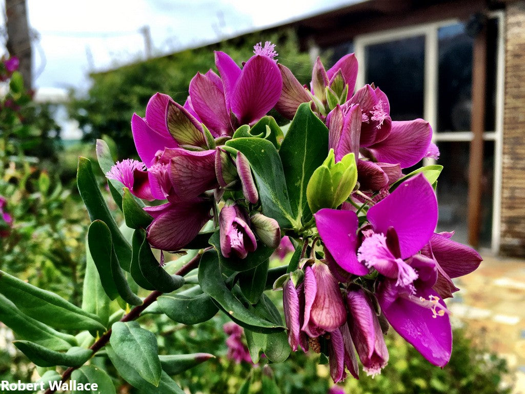 Polygala Myrtifolia - Sweet Pea - September Bush - Myrtleleaf - 10 Seeds