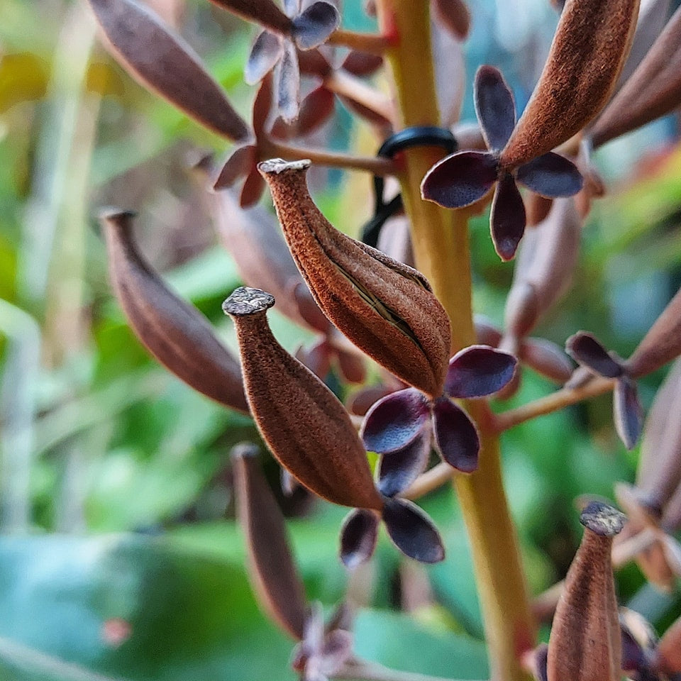 Nepenthes Viking x Hookeriana - Fresh 10 Seeds