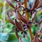 Nepenthes Viking x Hookeriana - Fresh 10 Seeds