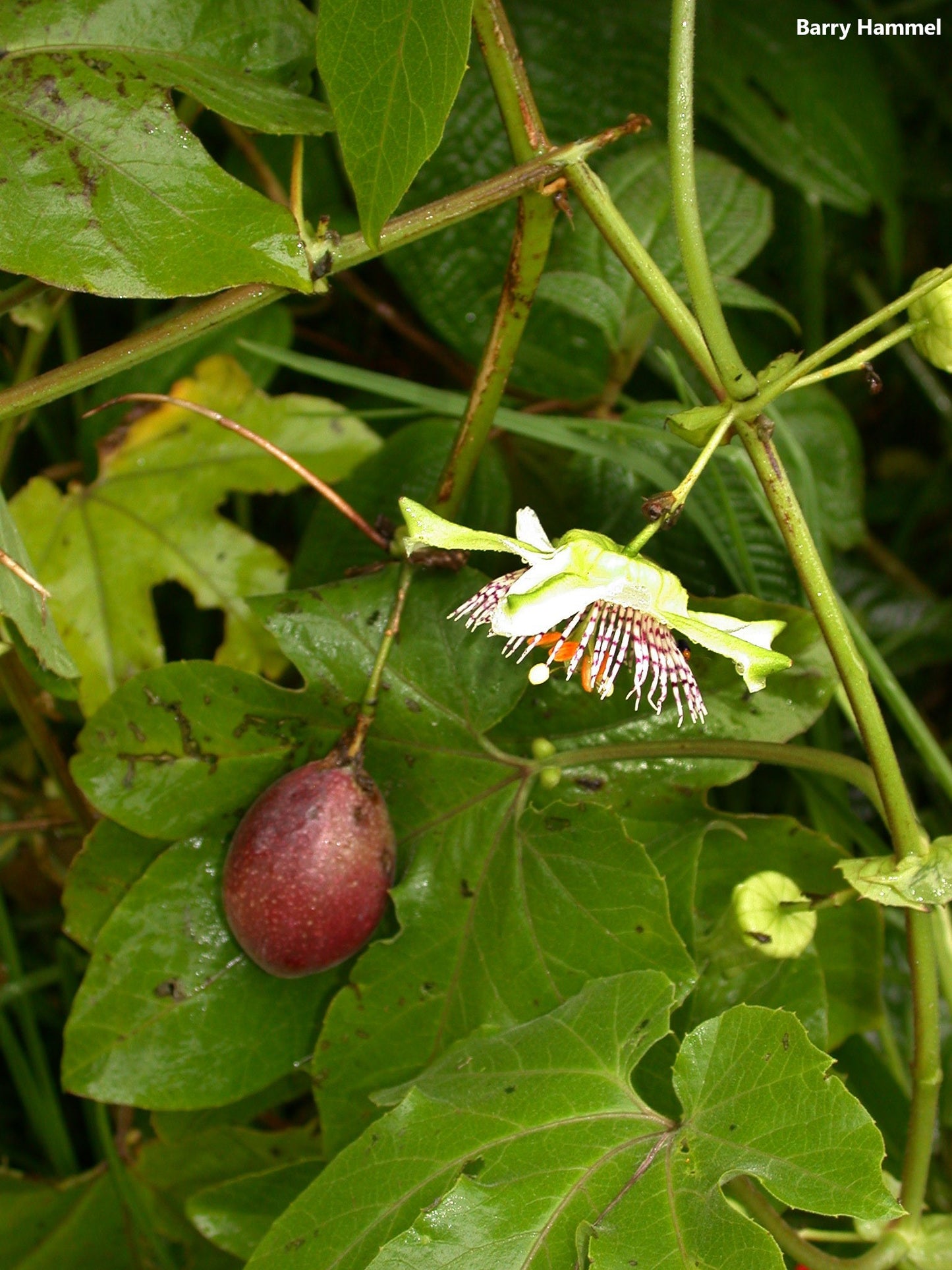Passiflora Adenopoda - Velcro Passion Flower - Passion Fruit - 5 Seeds