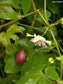 Passiflora Adenopoda - Velcro Passion Flower - Passion Fruit - 5 Seeds