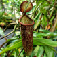 Nepenthes Rafflesiana x Gracilis - Fresh 10 Seeds