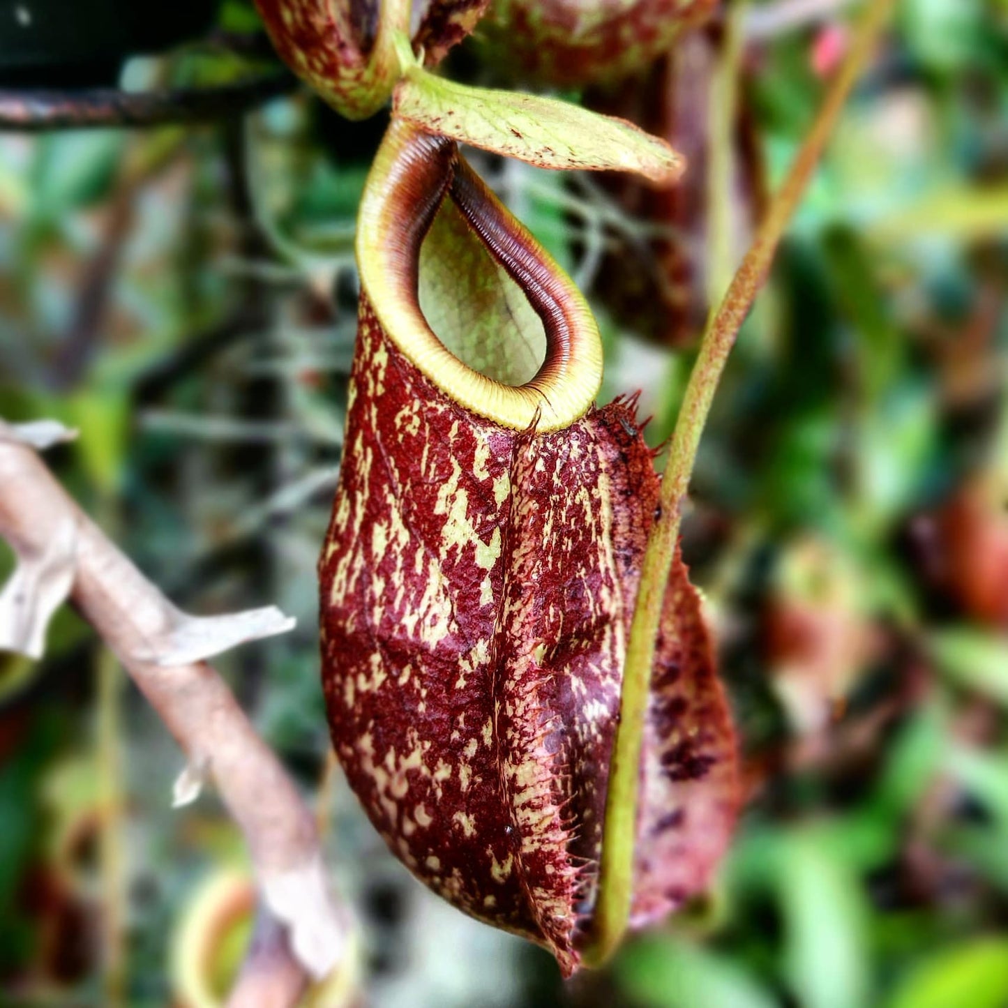 Nepenthes Rafflesiana x Mirabilis - Fresh 10 Seeds - Rare Carnivorous Plant