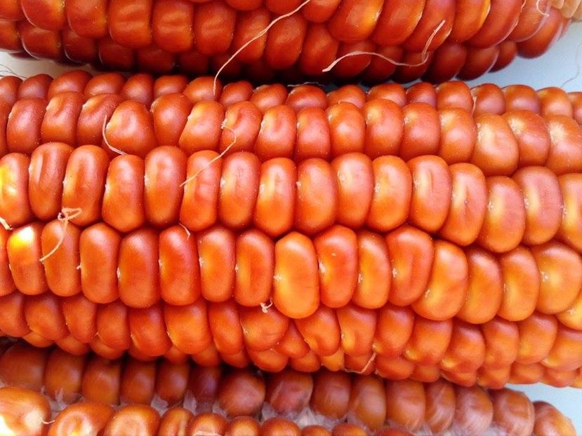 Zea Mays - Orangelo Corn