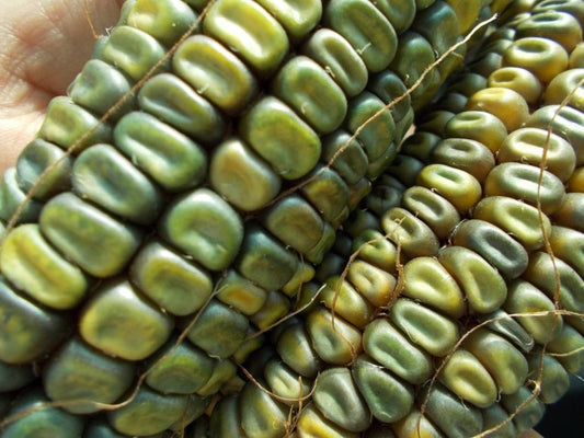 Zea Mays - Striking Green Corn - Easy To Grow - 20 Seeds Fresh