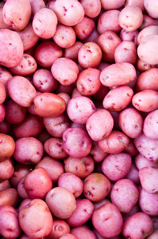 Qoyllu Potato - Bolivian Heirloom Potato - TPS True Potato Seeds - Rare - 10 Seeds