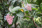Medinilla Myriantha - Malaysian Orchid - Beautiful Pink Flowers - 5 Seeds - Rare
