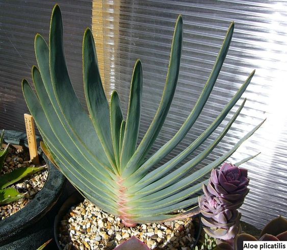 Aloe Plicatilis - Kumara Plicatilis - Fan Aloe - 5 Seeds
