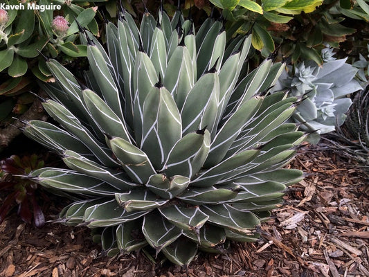 Agave Nickelsiae