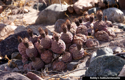 Tephrocactus Geometricus | Chocolate Purple Form | 5 Fresh Seeds | Rare Balls Cactus | Limited Quantity