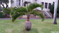 Hyophorbe Lagenicaulis - 10 Seeds - The Bottle Palm - Palmiste Gargoulette