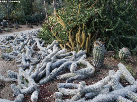 Stenocereus Eruca – Creeping Devil - Lies On The Ground Cactus - 5 Seeds RARE