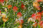 Leucospermum Hybrid Mix - Rare Pincushion - 3 Seeds