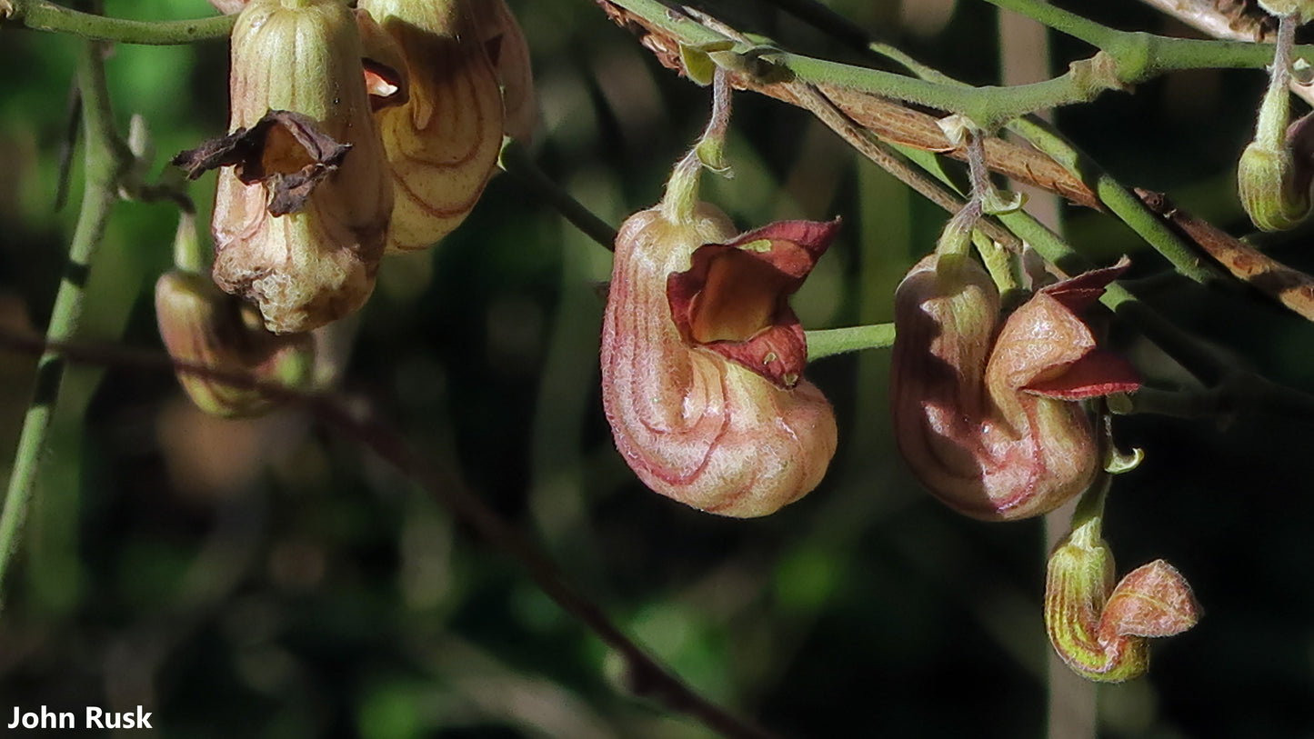 Aristolochia Califórnia