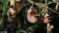 Aristolochia Californica - Dutchman's Pipe Snakeroot