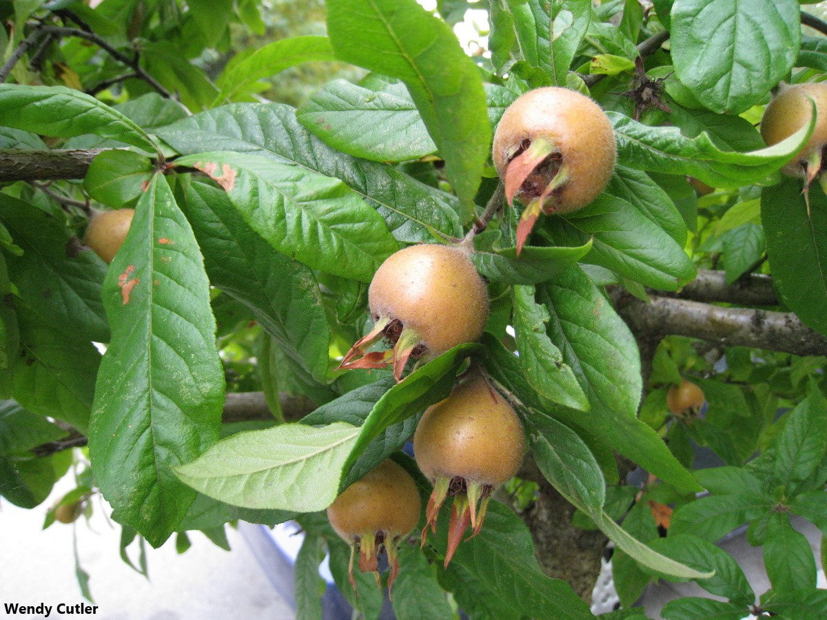 Mespilus Germanica - Medlar Apple Taste Fruit - Rare - 5 Seeds