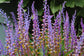 Lachenalia Mutabilis - Stunning Purple Yellow Urn-Shaped Flowers - 5 Seeds - Rare