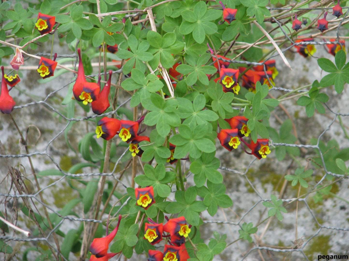 Tropaeolum Tricolor - Three Coloured Cress - Climbing Chilean Vine - 1 Seed RARE