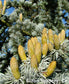 Cedrus Atlantica Glauca - Blue Atlas Cedar - Evergreen Tree - 5 Seeds