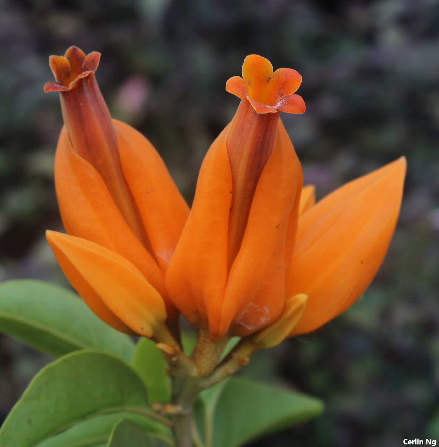 Juanulloa Aurantiaca - Monaloa Parrot Plant - Beautiful Very Rare Vine - 2 Seeds