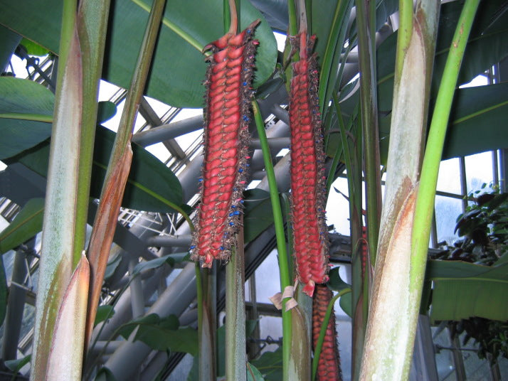 Heliconia Mariae * Beef Steak * Prehistoric Look* Giant * Very Tall * RARE 5 Seeds