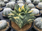 Astrophytum Myriostigma Kikko Variegata - Bishop's Cap Cactus - 5 Seeds