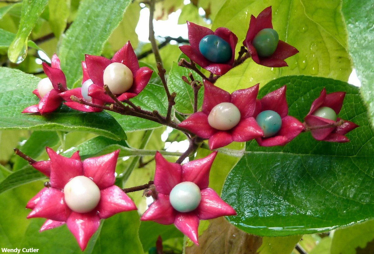 Clerodendrum Trichotomum - Harlequin Glorybower - Glory Star Tree - 3 Seeds RARE