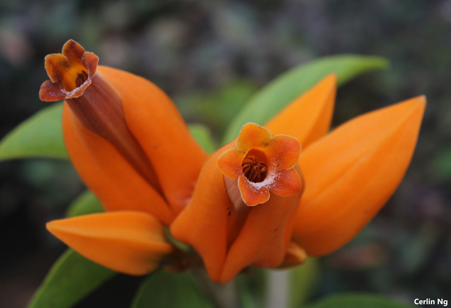 Juanulloa Aurantiaca - Monaloa Parrot Plant - Beautiful Very Rare Vine - 2 Seeds