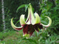 Lilium Nepalense - Lily of Nepal - Fragrant Flower - 5 Seeds