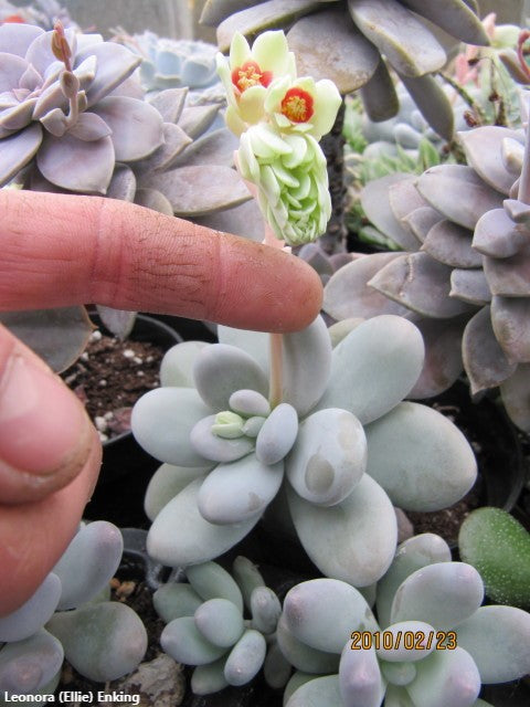 Pachyphytum Oviferum - The Moonstones Succulent - Rare - 10 Seeds
