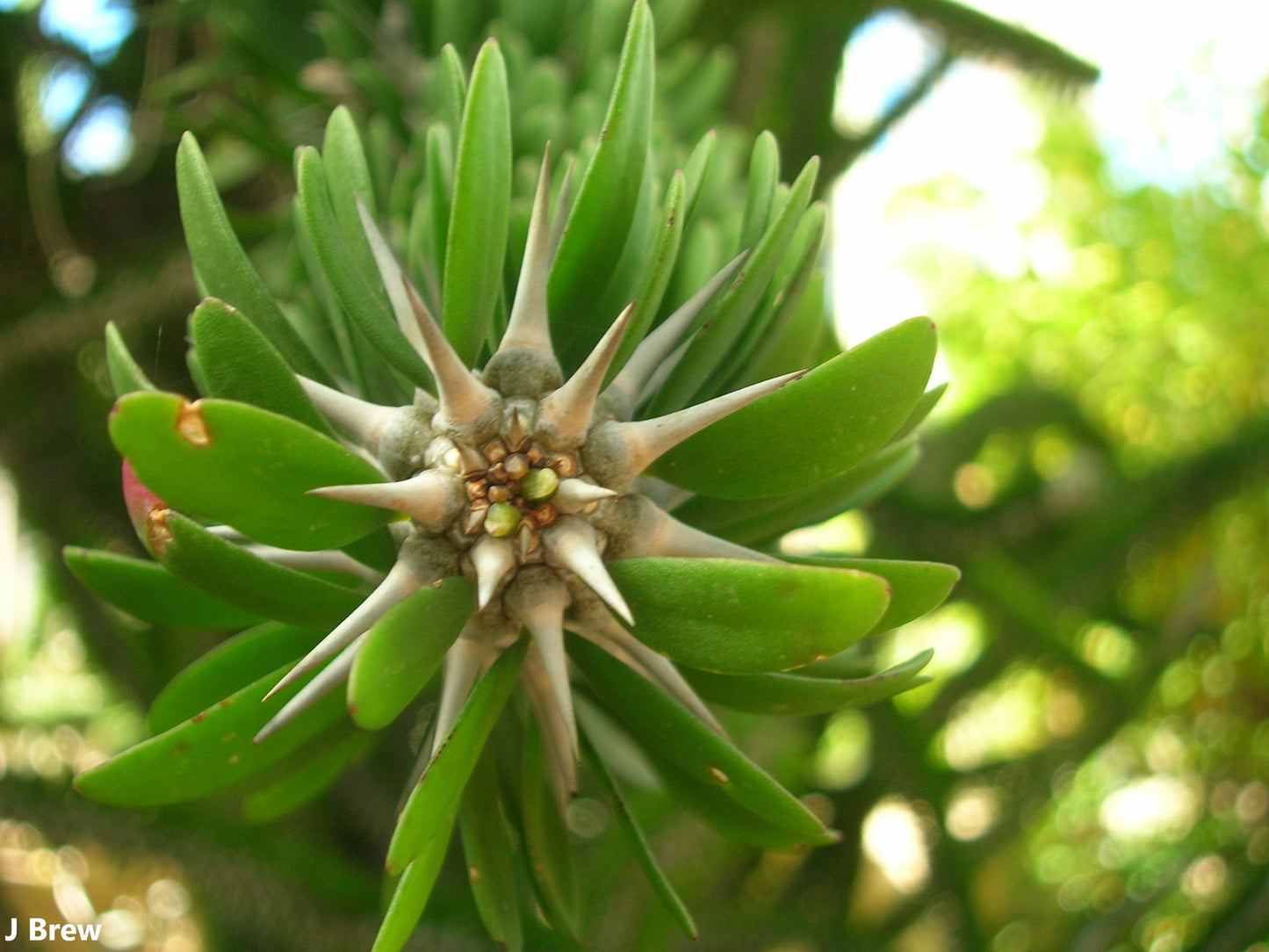 Alluaudia Procera - Madagascar Ocotillo - Spiny Succulent Plant - 10 Seeds