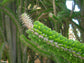 Alluaudia Procera - Madagascar Ocotillo - Spiny Succulent Plant - 10 Seeds