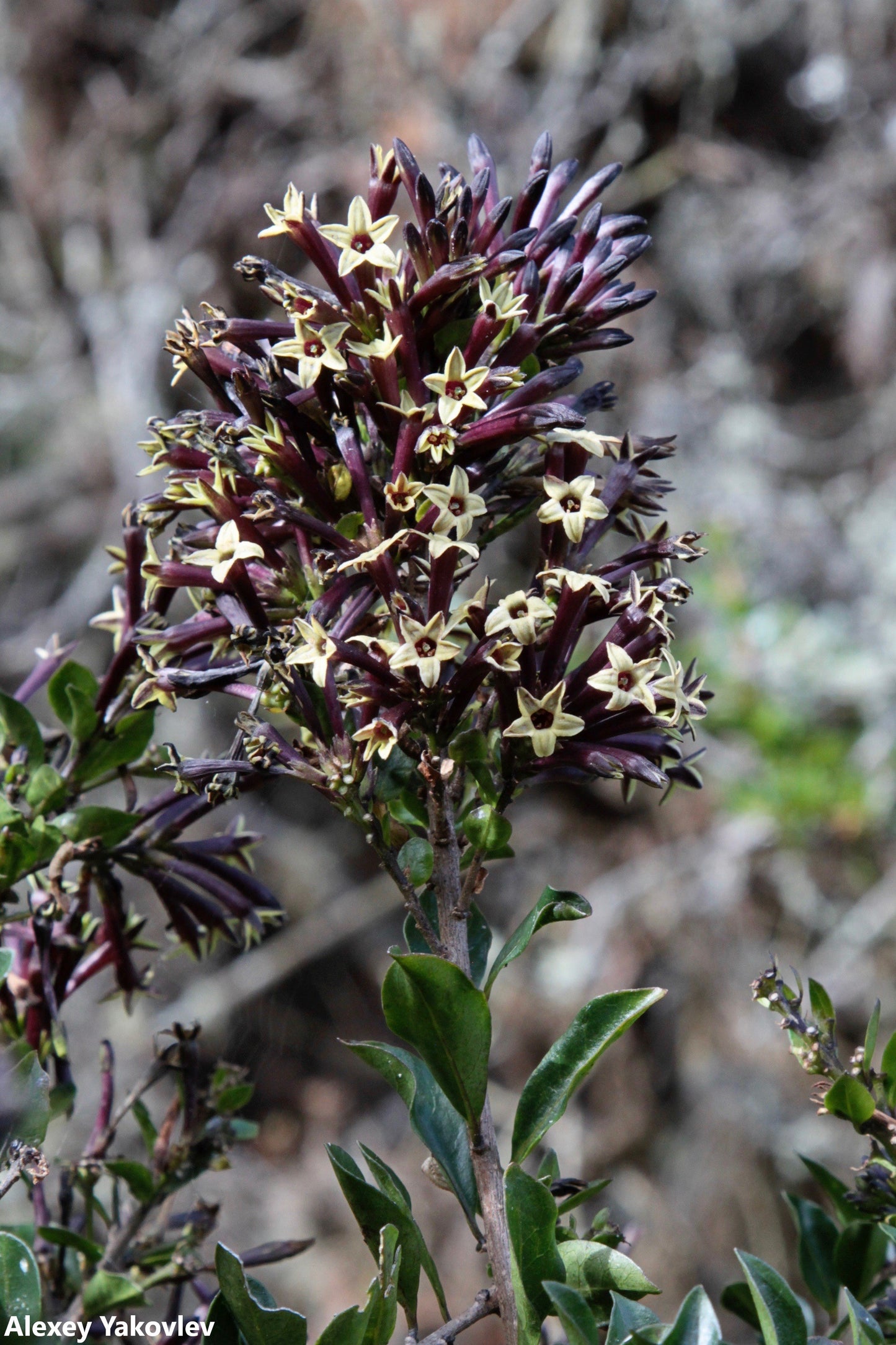 Cestrum buxifolium 'Black Beauty' - Rare Flowering Plant - 10 Seeds