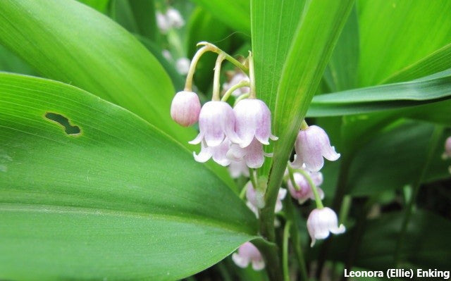 Convallaria Majalis