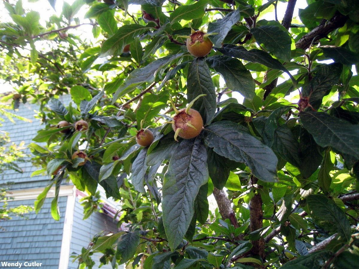 Mespilus Germanica - Medlar Apple Taste Fruit - Rare - 5 Seeds