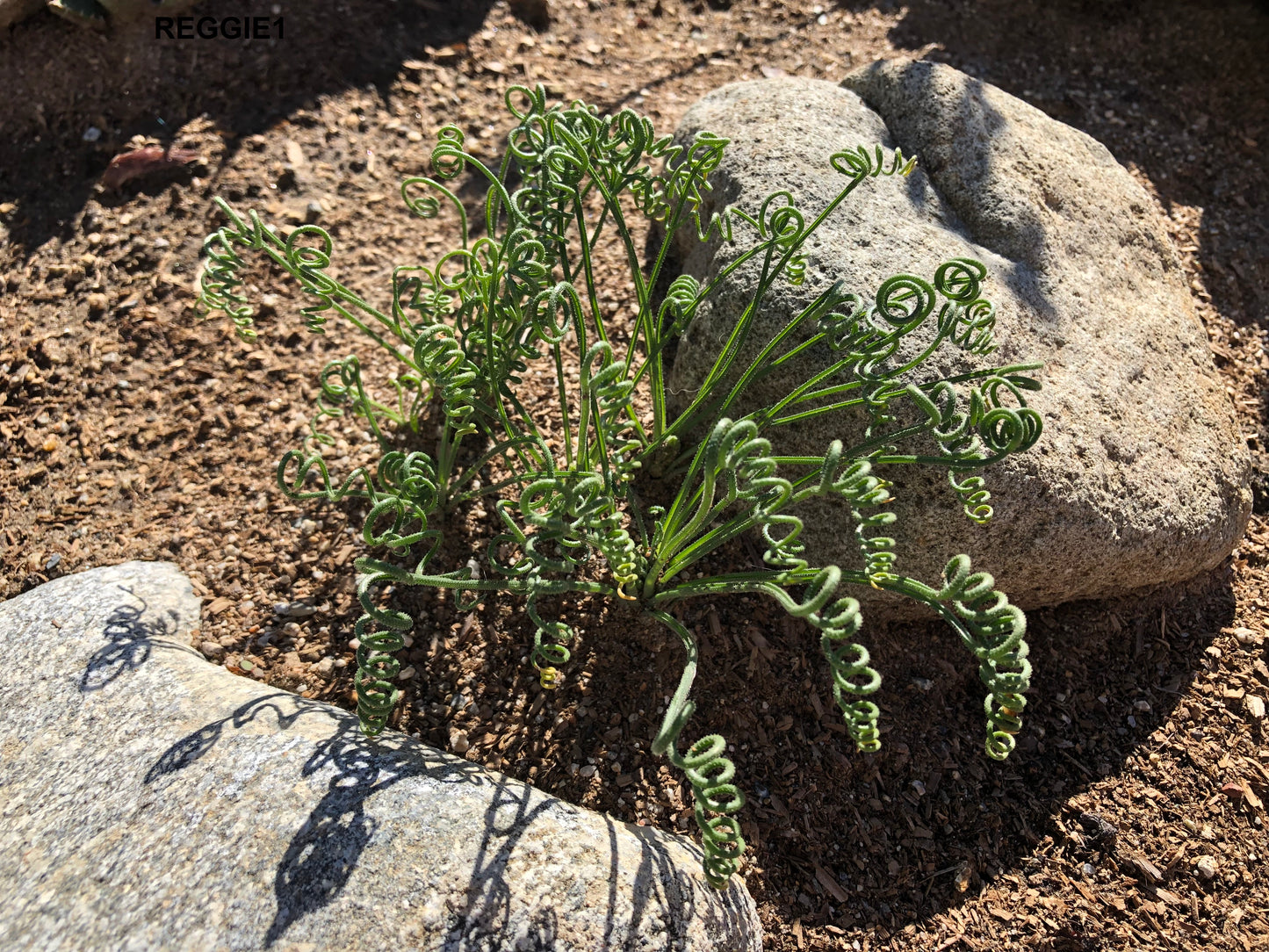 Albuca Namaquensis - Spiral Grass - Rare Succulent - 3 Seeds