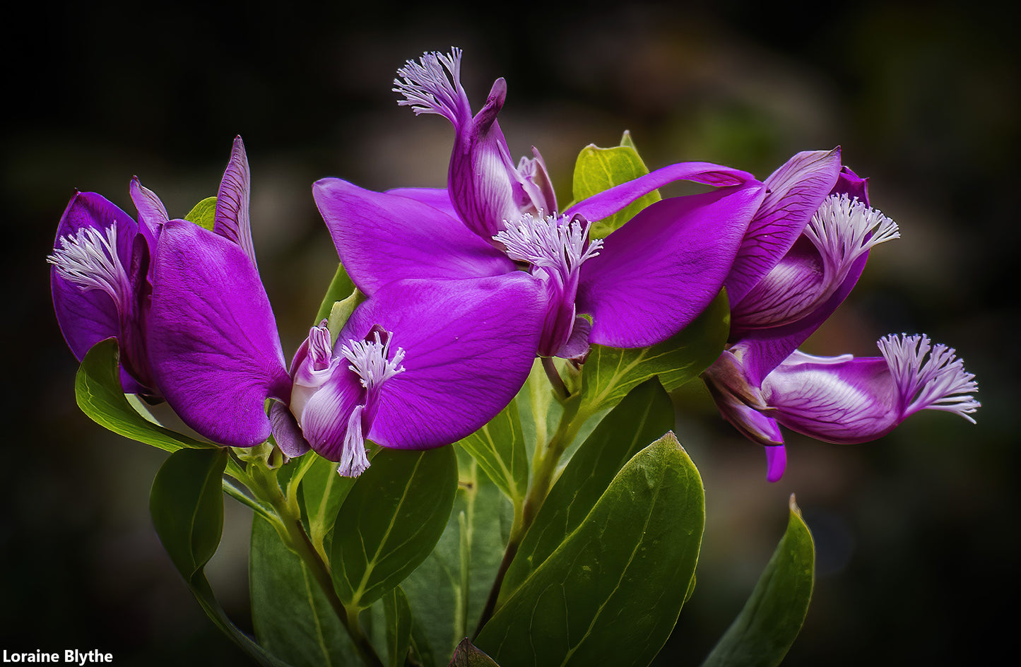 Polygala Myrtifolia - Sweet Pea - September Bush - Myrtleleaf - 10 Seeds