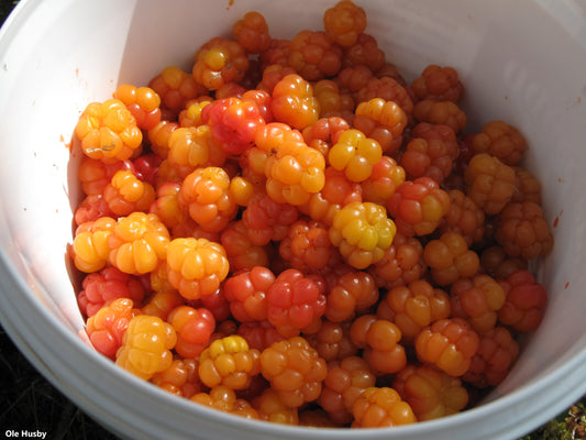 Rubus Chamaemorus - Cloudberry - Delicacy Fruit - 5 Seeds