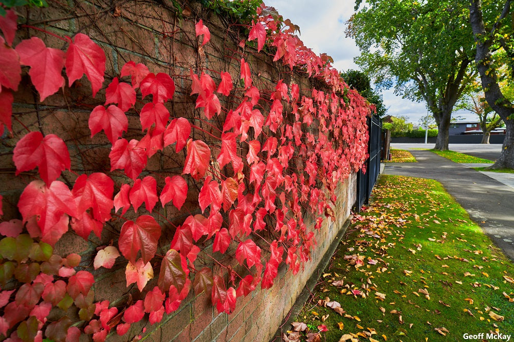 Parthenocissus Tricuspidata - Boston Grape Ivy Vite Americana - Vine - 100 Seeds