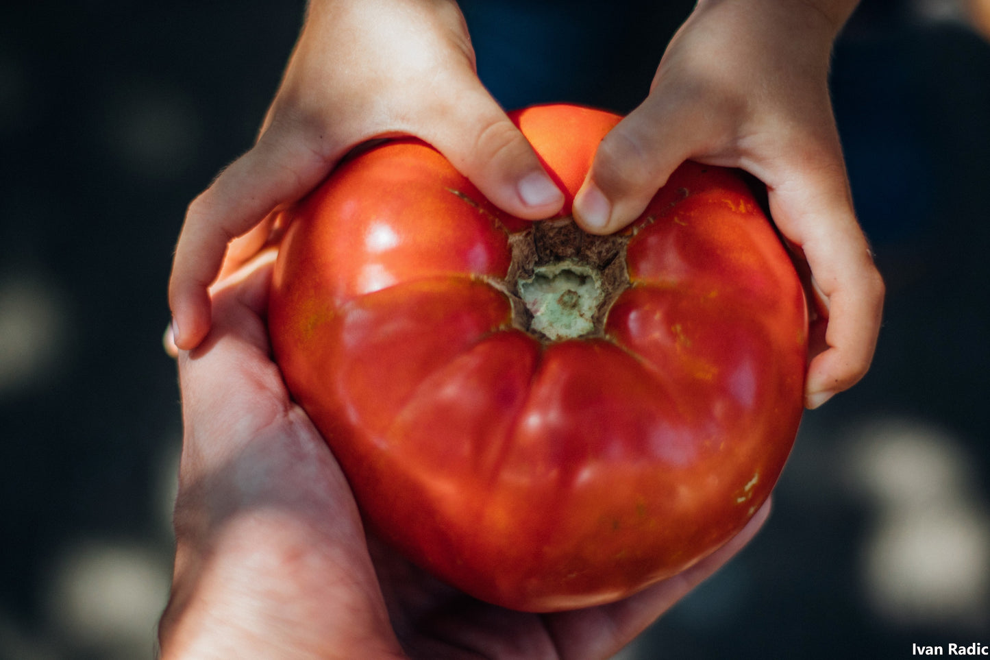 Tomato Gigantomo - World’s Largest Beefsteak Tomato - Up To 2 kg - 10 Seeds Fresh