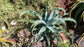 Agave Gypsophila