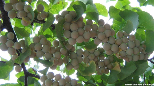 Ginkgo Biloba - Gingko Maidenhair Treen - Medicinal - 5 Fresh Seeds