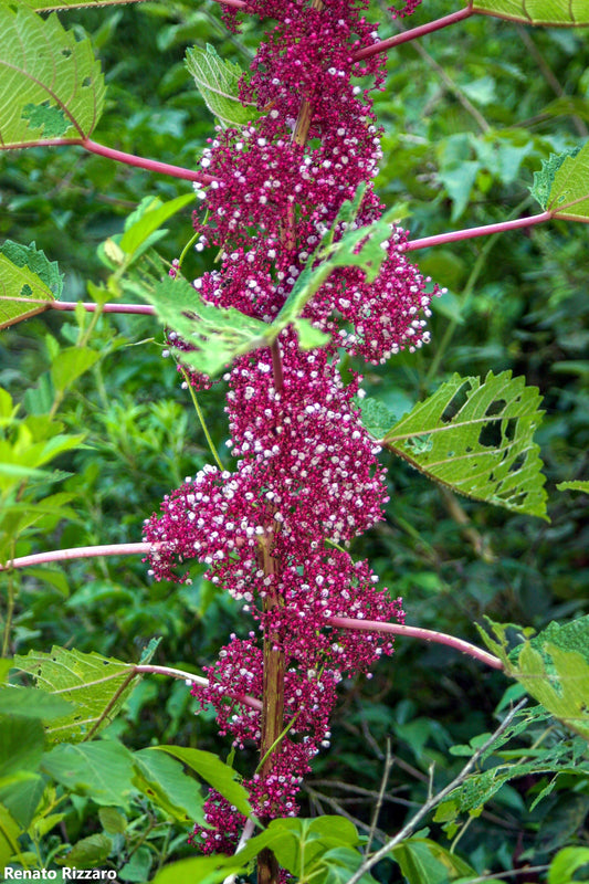 Urera Baccifera - 20 Seeds - Caribbean Pink Scratchbush - Chichaste Tree