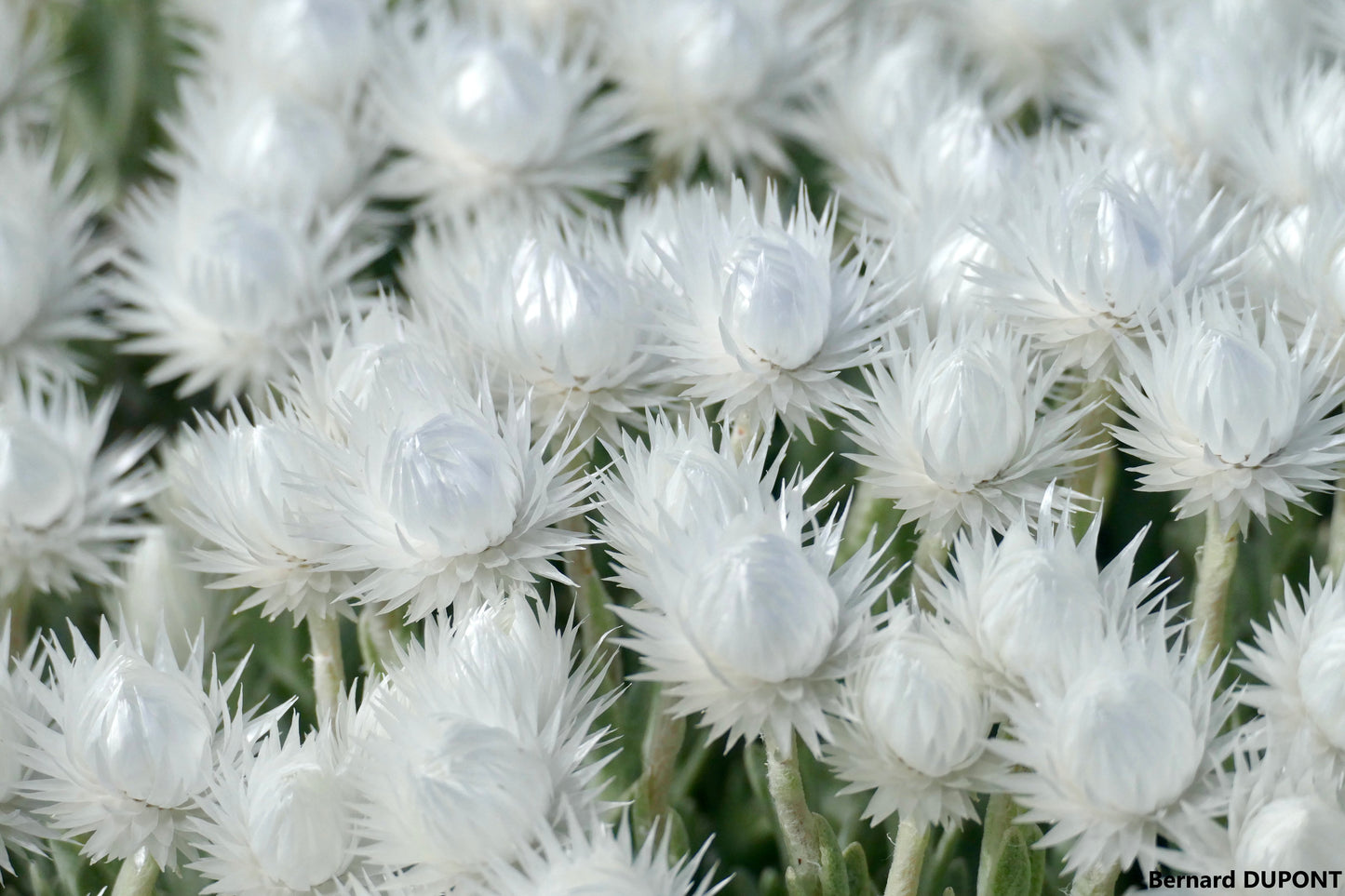 Syncarpha Vestita - Beautiful White Flowerheads - Perfect For Flower Arrangements - 10 Seeds Rare