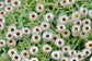 Syncarpha Vestita - Beautiful White Flowerheads - Perfect For Flower Arrangements - 10 Seeds Rare