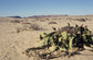 Welwitschia Mirabilis Welwitschia Namibia Can Grow 2000 years old * 50 Rare seeds