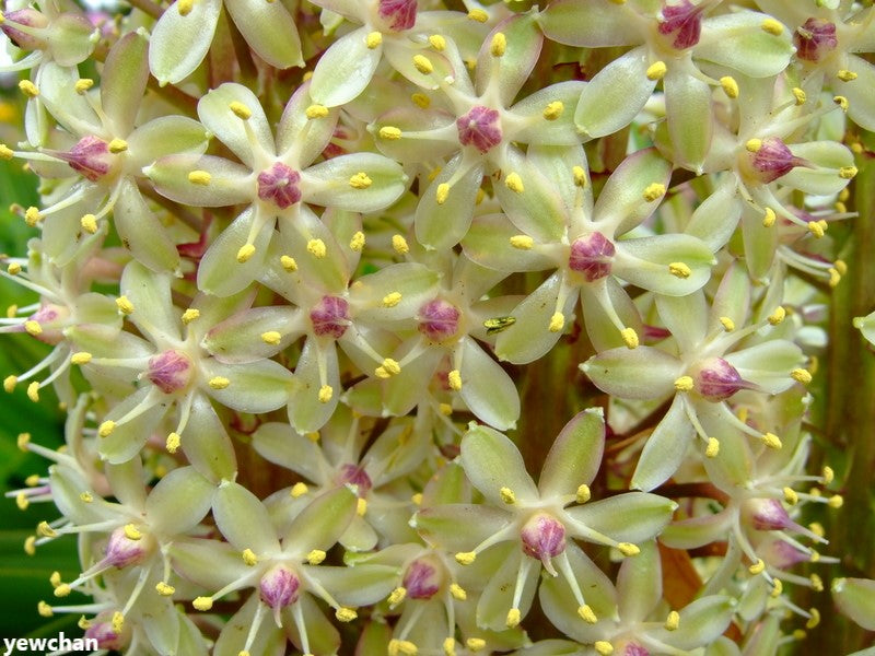 Eucomis Comosa - Pineapple Lily - Rare - 5 Seeds