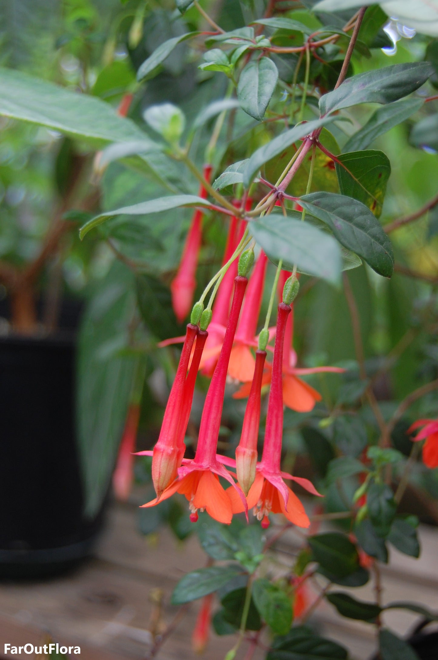 Fuchsia Vulcanica - 20 Seeds - Red Lady's Eardrops - Very Rare - Fresh Seeds